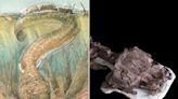 Salamander-Like Predators with Fangs and 'Toilet Seat-Shaped' Heads Existed Before Dinosaurs, Scientists Say