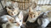 Rising Stray Cat Numbers Pose a Challenge for Clinics