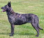 Dutch Shepherd