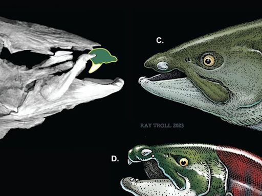 ¡Increíble! Salmón gigante extinto lucía colmillos parecidos a los de un jabalí