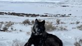 Colorado cattle industry sues over wolf reintroduction on the cusp of the animals' release