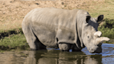 The Frozen Skin Of Dead Rhinos Could Save The Northern White Rhino From Extinction