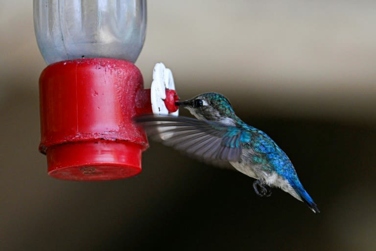 In Cuba, a haven for the world's tiniest bird