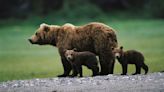 Famed white grizzly bear emerges with new cubs – stopping to photograph her could land you with $25,000 fine
