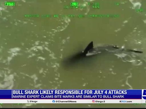 Expert believes bull shark was responsible for 4th of July SPI attacks as population grows