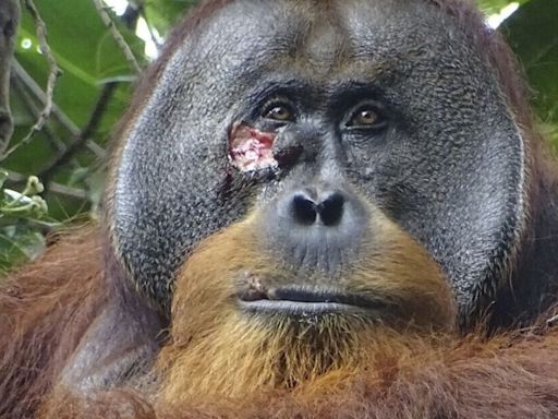 A wild orangutan used a medicinal plant to heal a wound, scientists say