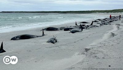 Dozens of pilot whales die on beach off Scotland – DW – 07/12/2024