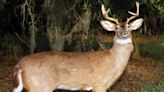 Poacher forfeits car and crossbow, and is fined in ‘deer jacking’ case