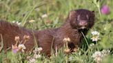 Nature: Here's how Ohio Wildlife Center helped rehabilitate 2 baby minks