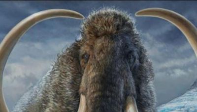 Did Pollen Allergies Cause Extinction Of Woolly Mammoths? New Study Suggests So - News18