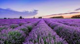 Crucial tip helps if lavender isn’t blooming and reason you may see no flowers