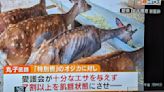 日本奈良公園鹿群傳遭虐待 獸醫稱吃不飽又掉毛、每年至少死50頭