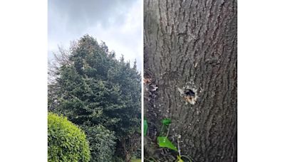 Plea after vandals use drill to make holes in 45-year-old tree