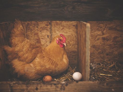 澳洲報告首起人類感染禽流感病例，雞蛋農場也爆禽流感