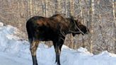 Moose attack in Alaska kills man, prompting investigation