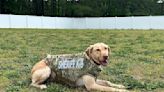 K-9 Freya becomes latest to receive body armor donation in Nash County