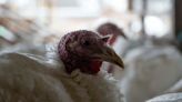 Avian flu found in Rockingham County flock of turkeys