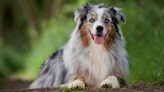 Video of Australian Shepherd Making Friends with Deer Brings All the Disney Vibes