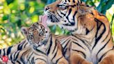 International Tiger Day 2024: History, significance, ways to celebrate and other details - The Economic Times