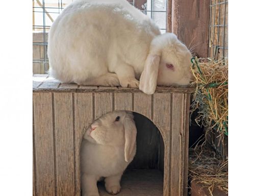 Margaret Green Animal Rescue look to rehome a pair of rabbits