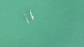 ‘Critically Endangered’ porpoises spotted in Yangtze River in aerial footage
