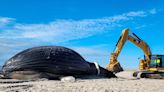 Whales are turning up dead on beaches — and our online shopping addiction is partly to blame