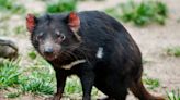 Woman Finds Tasmanian Devil in Home After Mistaking Wild Animal for Golden Retriever's Dog Toy