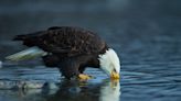 Where you can see bald eagles in Utah this winter