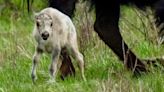 Buffalo Field Campaign invites public for gathering to honor rare white buffalo calf in Yellowstone