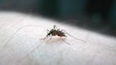 Estas son las razones por las que los mosquitos pican más a unas personas que a otras