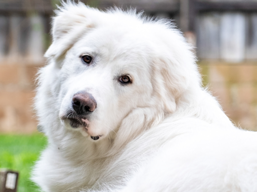 Precious Great Pyrenees Keeps Getting Overlooked at Colorado Shelter and It's Devastating