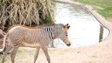 Baby zebra born on Christmas dies at Arizona zoo