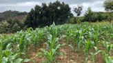 Husker researchers help show how to double Africa’s corn yield