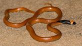 New species of Arabian desert snake discovered near ancient city