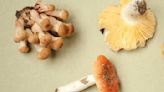 Types Of Edible Mushrooms & Their Poisonous Look-Alikes