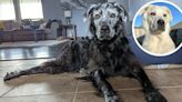 Registró el impactante cambio de su perro con vitiligo y las imágenes sorprendieron a todos: “Es como Gandalf” | Por las redes