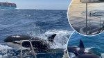 Killer whales may be crashing into boats for fun, study reveals: Orcas ‘have time on their hands’