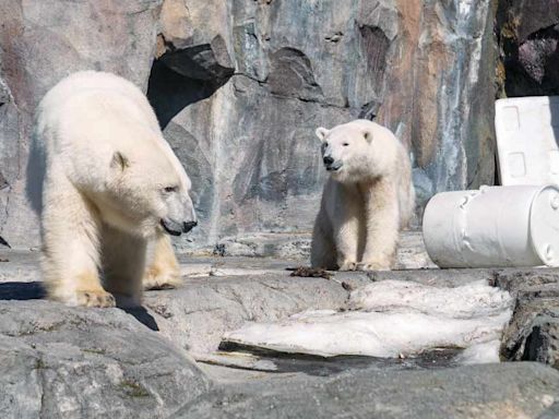 Polar Bear Killed in Freak Accident at Popular Zoo