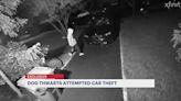 Dog Stops BMW Thieves
