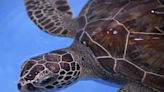 How long do sea turtles live? Get to know the lifespan of the marine reptile.