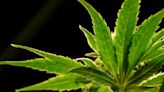 DEA proposes to reclassify marijuana as a less dangerous drug