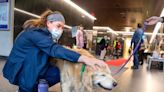 Penn State Health mourns loss of facility dog Kaia