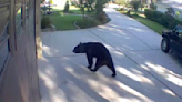 3-legged bear takes White Claw from family's back yard