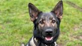 Brave police dog died 'during battle in water with attempted murder suspect'