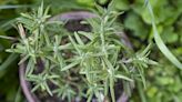 How to Propagate Rosemary So You'll Always Have Fresh Herbs
