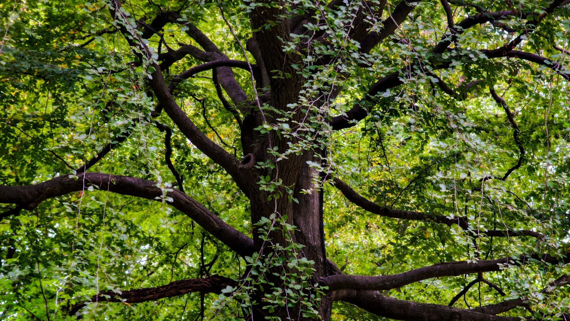 Tree DNA helps solve case of illegal tree harvesting: 'Another great tool ... to combat the theft of natural resources'