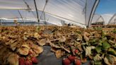 German MPs scrap Spanish strawberry fields visit as election water wars heat up