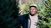Oh, Christmas tree: As artificial trees rule the market, Georgia’s live-tree sellers persevere