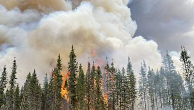 Is Wildfire Smoke Causing Birds to Tend to Empty Nests?