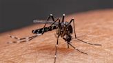 Dengue: las claves de la técnica nuclear que ayudaría a prevenir los brotes